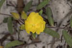 Coastal sand frostweed